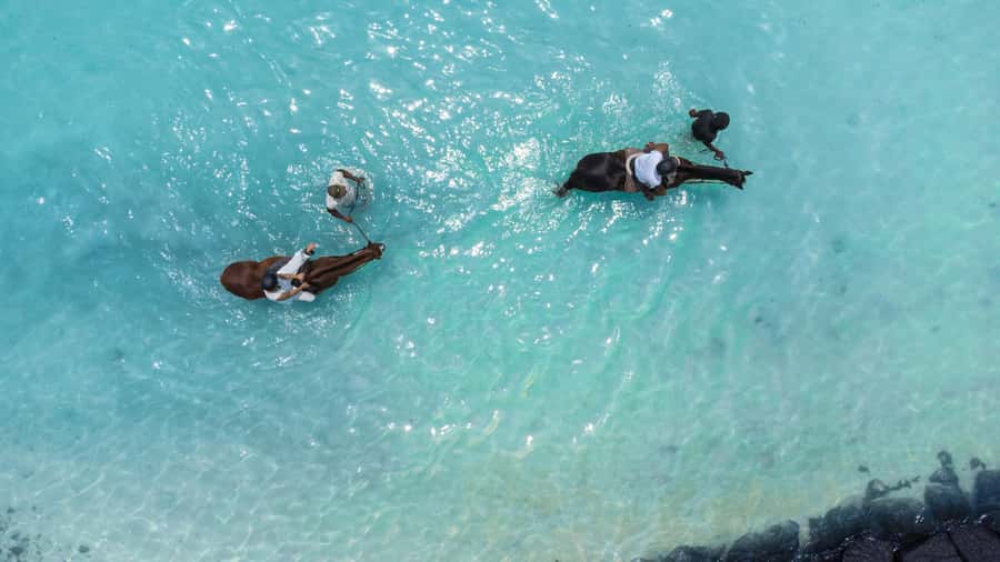Mauritius: Horseback riding on the beach - A quiet start at Legasea Stables