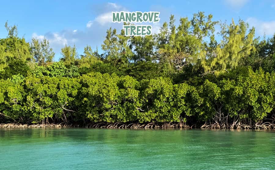Mauritius: Ile aux Cerfs Speedboat Tour with Lunch & Drinks - Why this Mauritius boat trip works