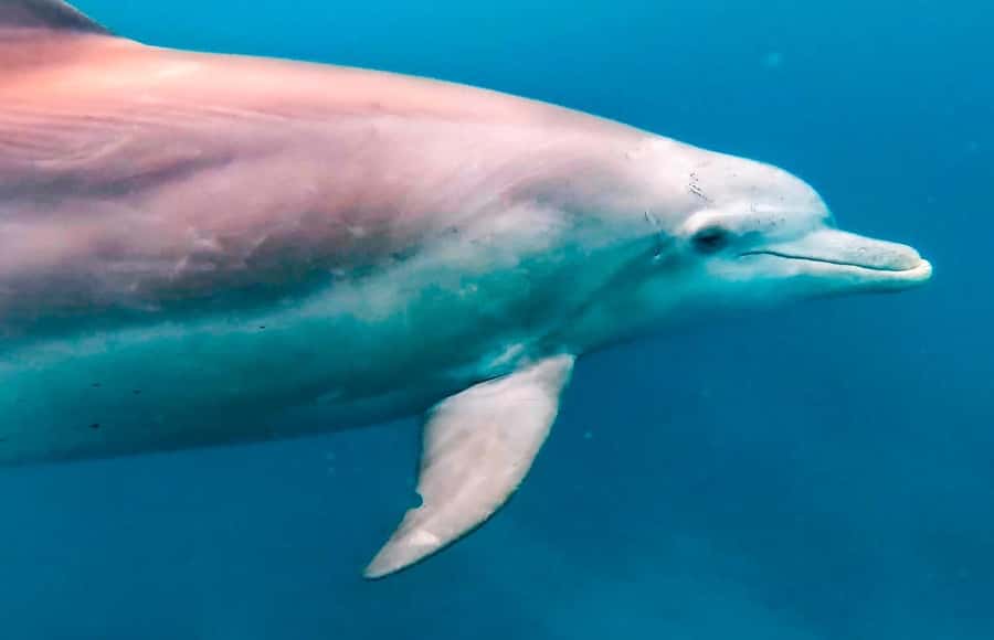 Mauritius Le Morne: Eco-Friendly Dolphin Watching Tour - Key points to know before you book