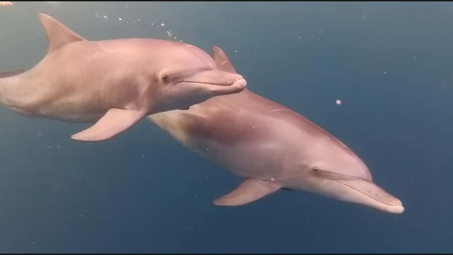 Mauritius Le Morne: Eco-Friendly Dolphin Watching Tour - Should you book the Le Morne dolphin tour?