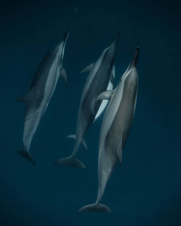 Mauritius Le Morne: Eco-Friendly Dolphin Watching Tour - How the dolphin swim works