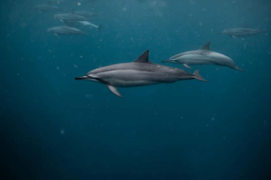 Mauritius Le Morne: Eco-Friendly Dolphin Watching Tour - The people who shape the experience
