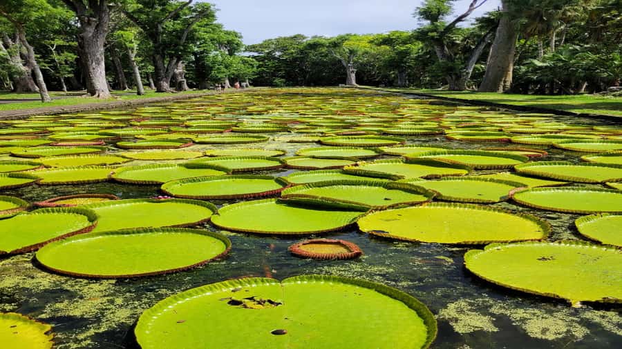 Mauritius: Northern Tour w/Port Louis Market, Temple & Beach - Port Louis market brings Mauritius to life
