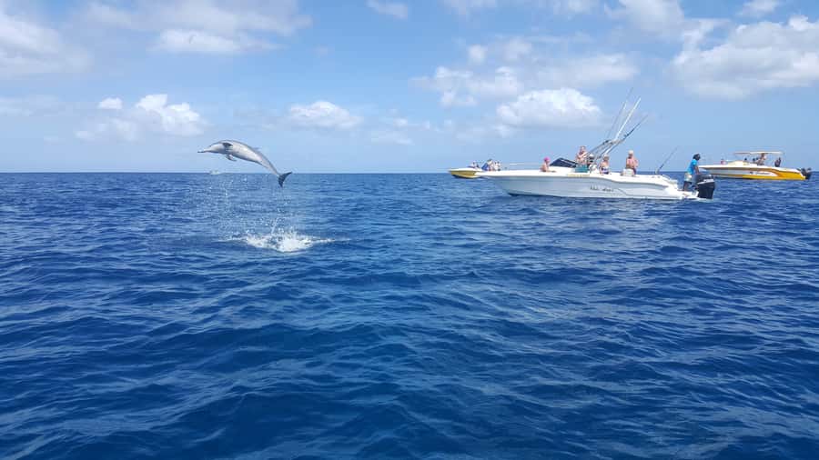 Mauritius: Ocean Swim with Dolphins - Key points at a glance