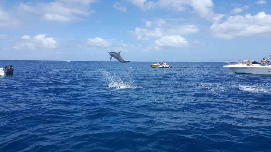 Mauritius: Ocean Swim with Dolphins - Speedboat ride to Black River
