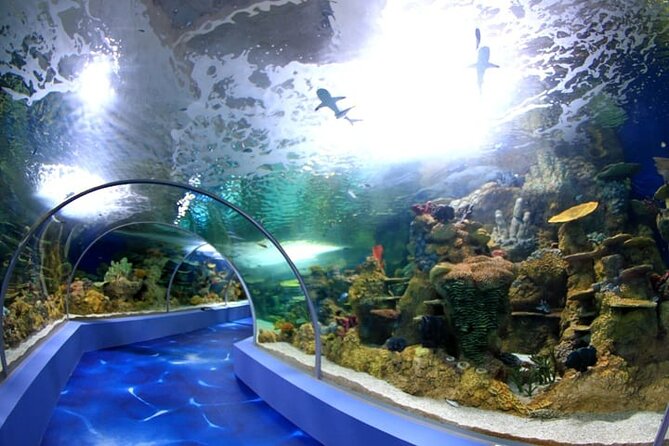 Mauritius Odysseo Oceanarium in Port Louis - Odysseo Oceanarium at a glance