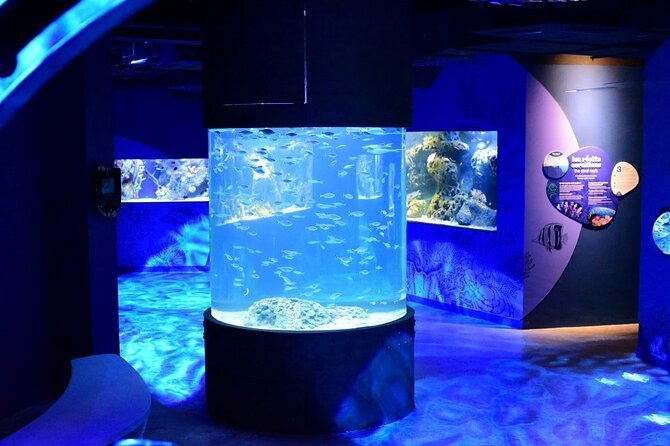 Mauritius Odysseo Oceanarium in Port Louis - Jellyfish, octopus, seahorses, and close-up displays