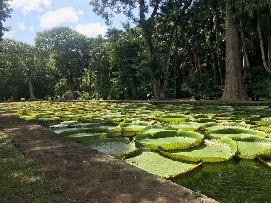 Mauritius: Private Full-Day Iconic Instagram Spots - The guide can make or break the long drive