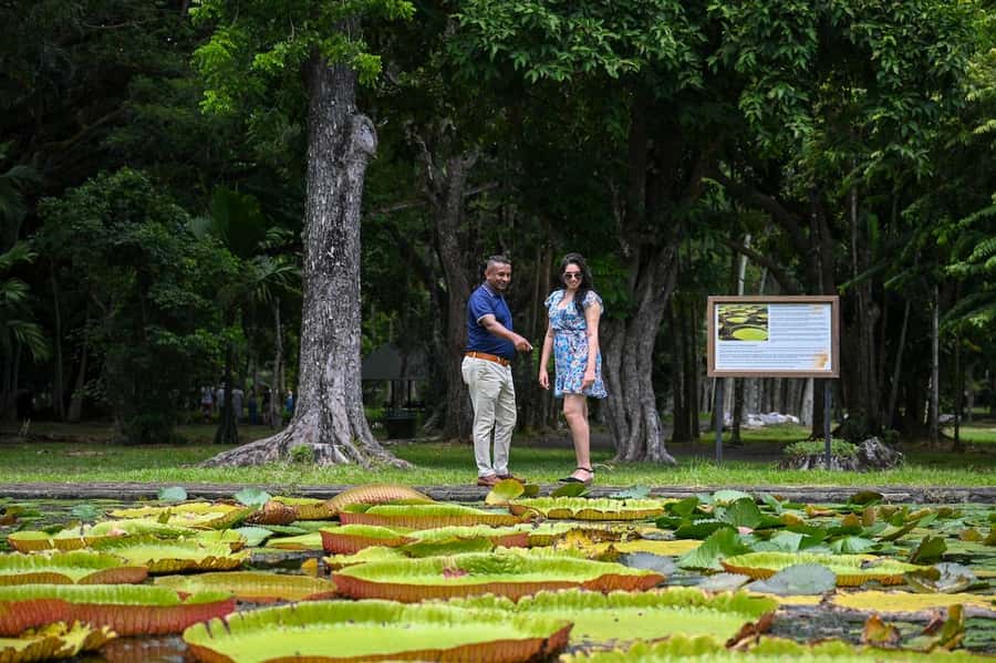 Mauritius: Private Full-Day North Mauritius Tour - SSR Botanical Garden: shade, water lilies, and old sugar ties