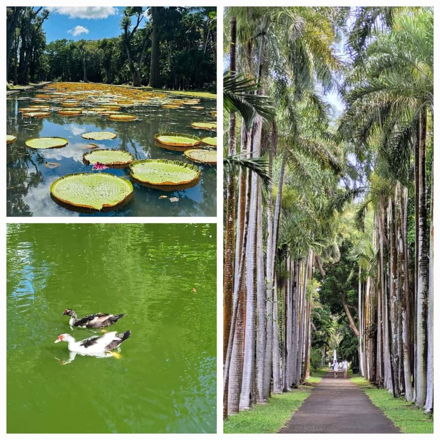 Mauritius: Private Full-Day North Tours - A full day that explains northern Mauritius