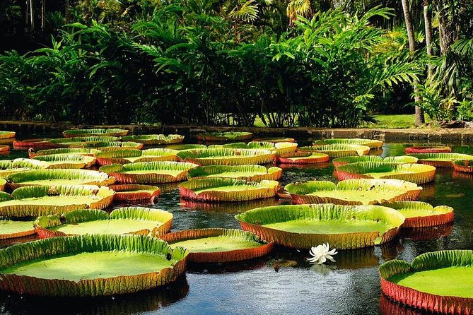 Mauritius Private North Day Tours - MUTT - Pamplemousses Botanical Garden in 50 minutes