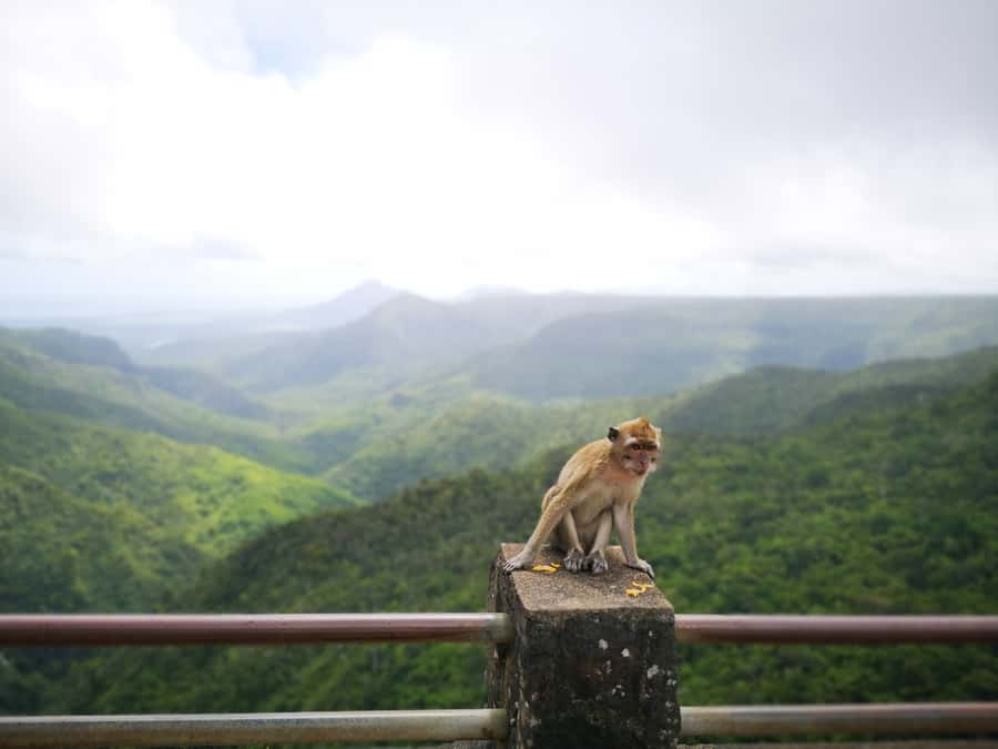 Mauritius: Private South Tour with Pickup - Black River Gorges and Alexandra Fall
