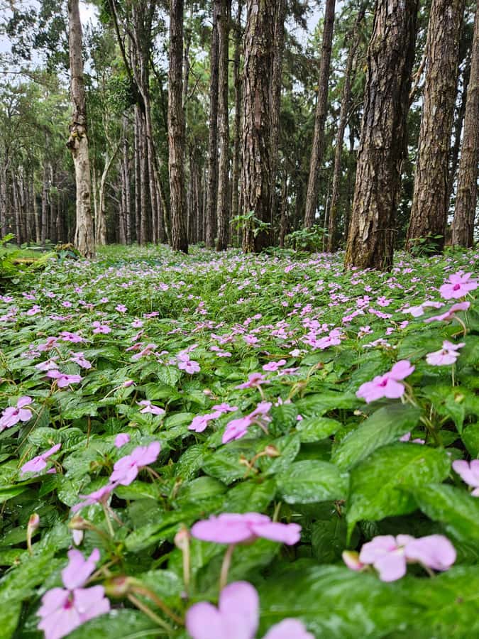 Mauritius: Private Southwest Chamarel Highlights Tour - Black River Gorge and a chance to spot wildlife