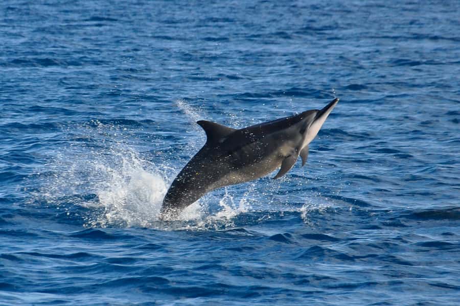 Mauritius: Private Swim with Dolphins - Key points at a glance