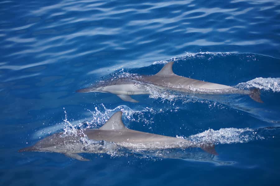 Mauritius: Private Swim with Dolphins - Setting out from Grande Rivière Noire