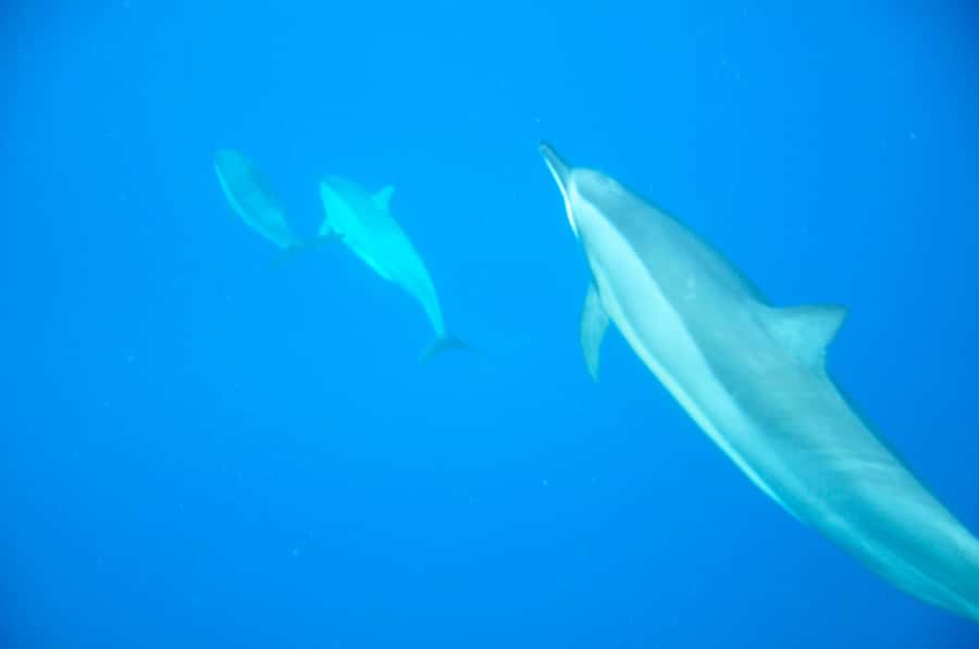 Mauritius: Private Swim with Dolphins - Watching dolphins in their natural home