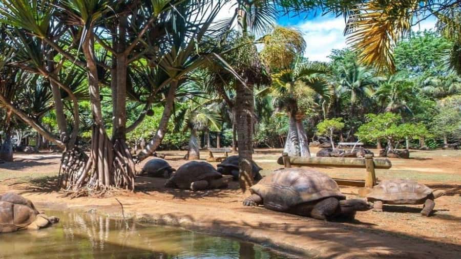 Mauritius : private wild south fullday tour - Key points at a glance