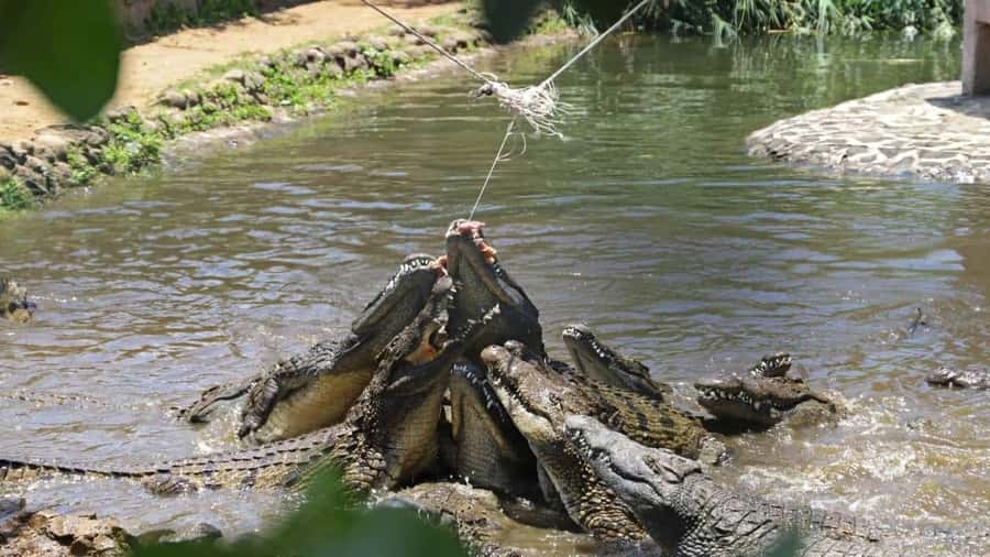 Mauritius : private wild south fullday tour - Should you book the Wild South tour?