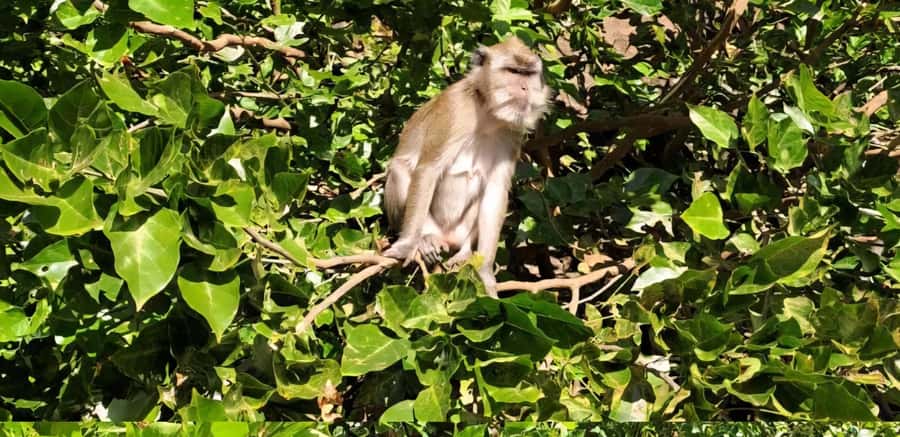 Mauritius: River Guided Kayak Tour with Monkeys - Who will enjoy this kayak tour most?