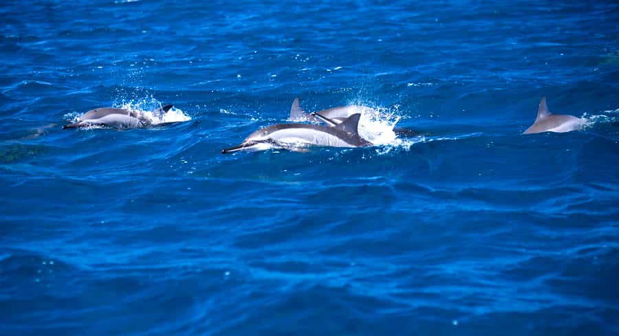 Mauritius: Snorkel and Swim with Dolphins on Speedboat Tour - What the Snorkeling Stop Adds