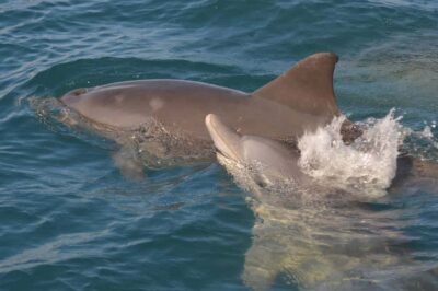 Snorkel and Swim with Dolphins on Speedboat Tour