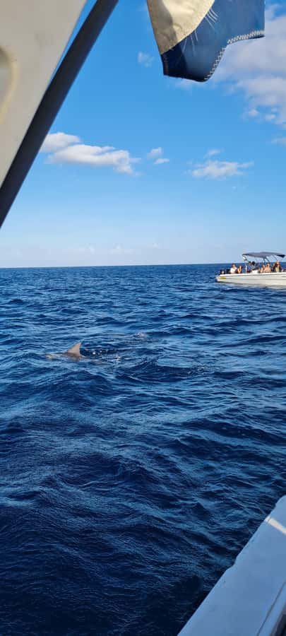 Mauritius: Snorkel and Swim with Dolphins on Speedboat Tour - Who Should Book This Dolphin Tour?