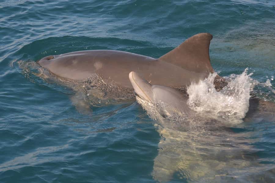 Mauritius: Snorkel and Swim with Dolphins on Speedboat Tour - Swimming With Dolphins That Keep Moving