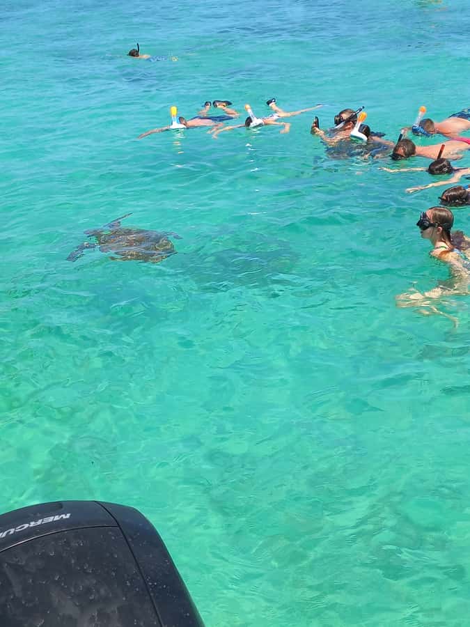 Mauritius: Snorkeling with turtles Le Transporteur speedboat - Key points at a glance