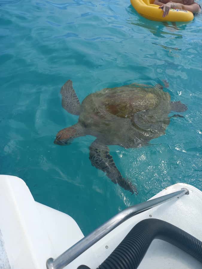 Mauritius: Snorkeling with turtles Le Transporteur speedboat - The quick ride from Grand Baie to Trou aux Biches
