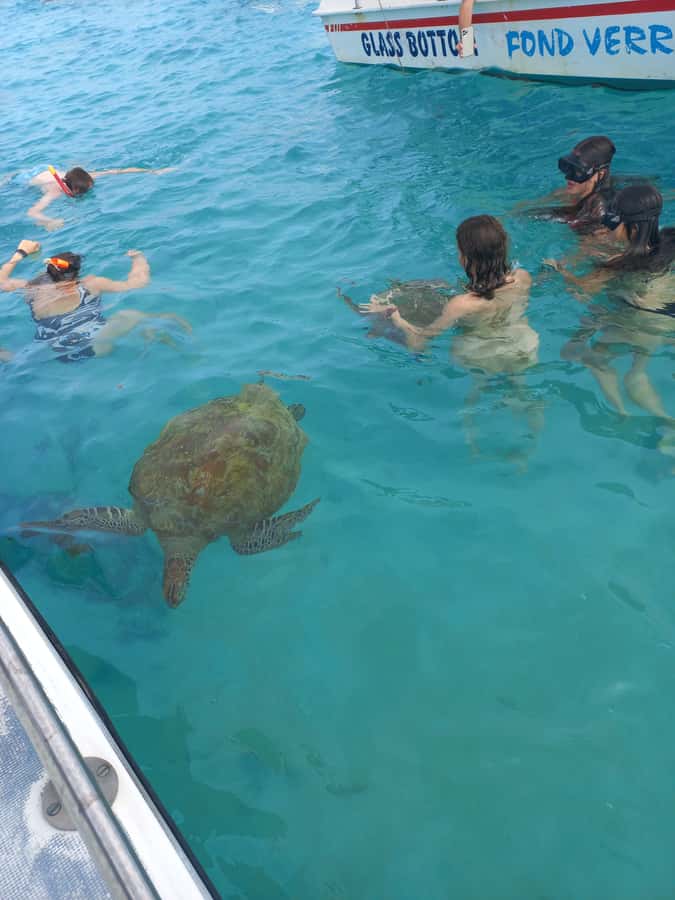 Mauritius: Snorkeling with turtles Le Transporteur speedboat - Swimming with turtles in open water