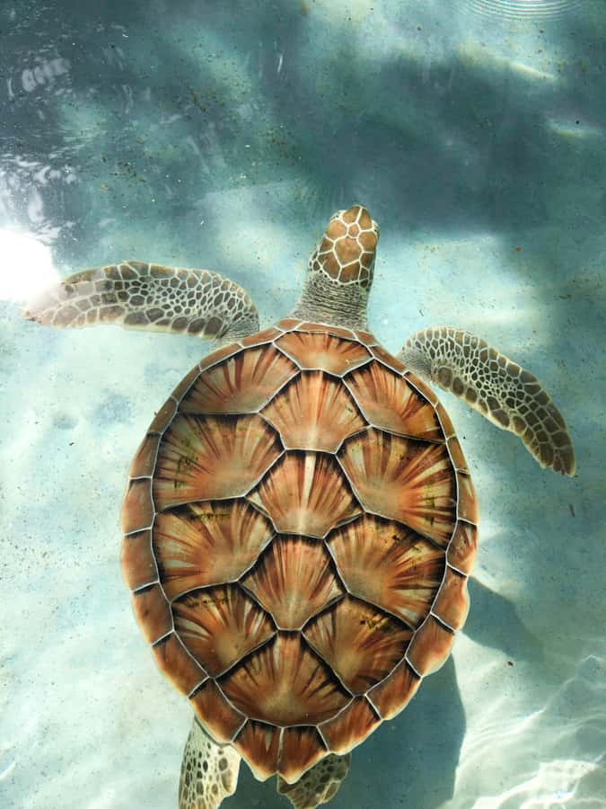 Mauritius: Snorkeling with Turtles & Port Louis Street Food - Trou aux Biches Starts The Day In The Water