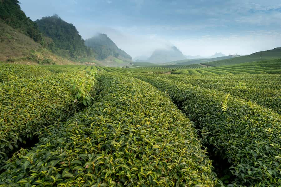 Mauritius: South Coast Tour with Tea Factory & Gris Gris - Key points to know before you book