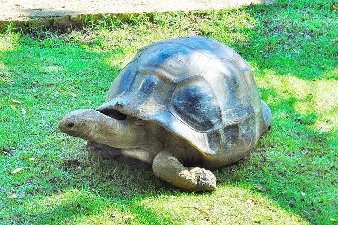 Mauritius South Tour Including Blue Bay Glass Bottom Boat & Snorkelling - The price makes sense only after you add the extras