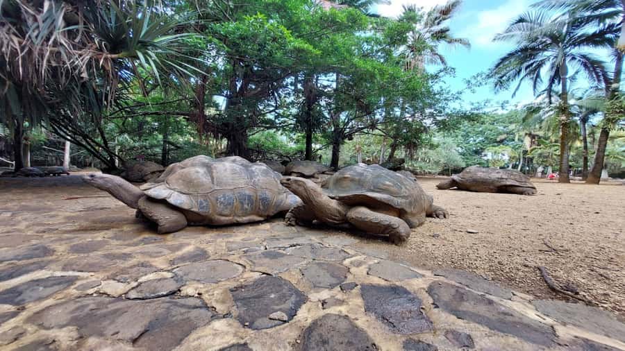 Mauritius: Southern Tour Incl. Adventure Park & Le Morne - Final verdict: a strong value day with a busy schedule