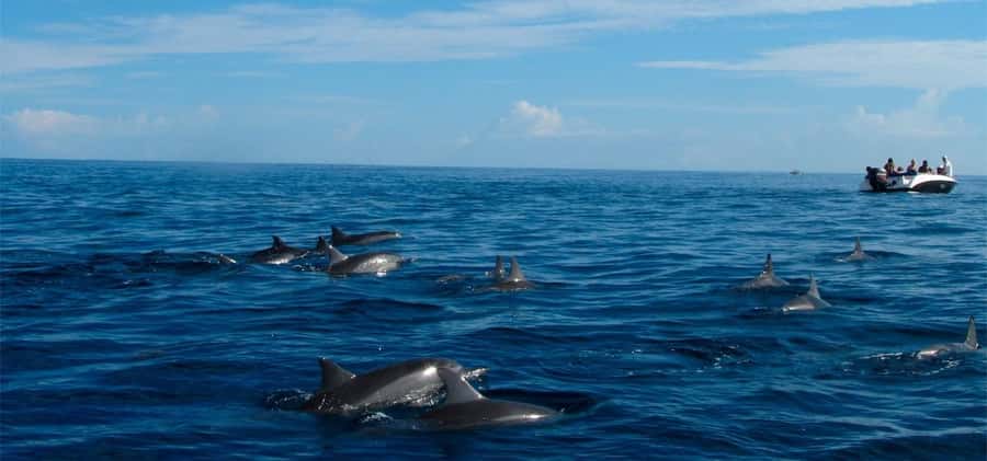 Mauritius: Swim with Dolphins Full-Day with Lunch/Drinks - Dolphins First, Then a Full West Coast Day