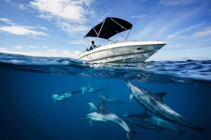 Mauritius: Swim with Dolphins Full-Day with Lunch/Drinks - Watching and Swimming With Wild Dolphins
