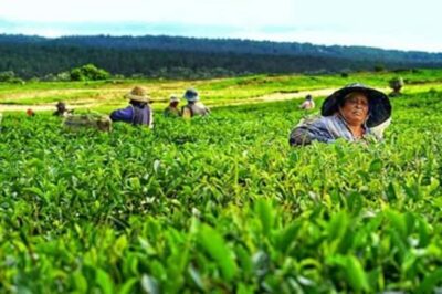 Tea and Sugar Plantation Guided Tour with Lunch