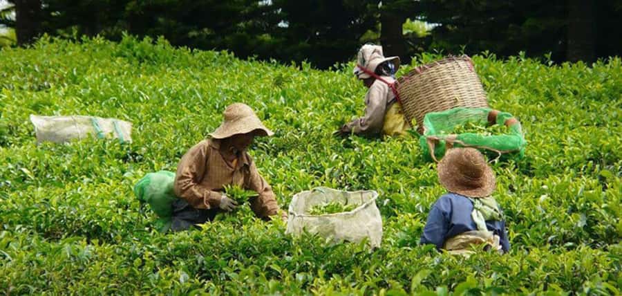 Mauritius: Tea, Rum and Vanilla Route with Lunch and Pickup - Book it or pass?