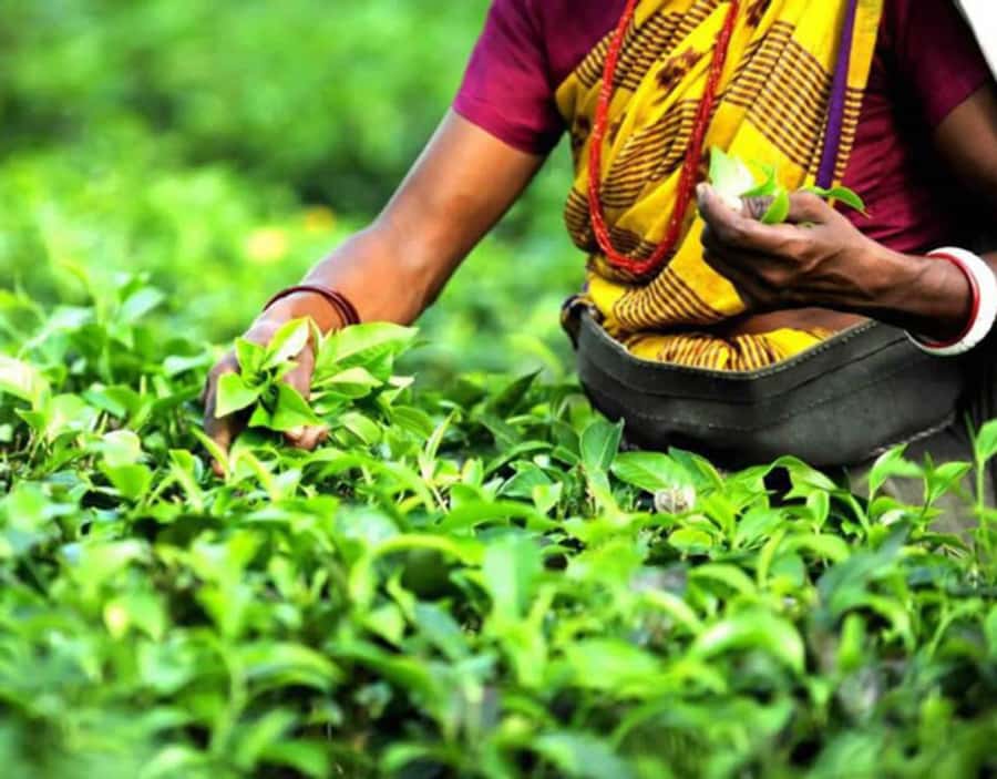 Mauritius: Tea, Rum and Vanilla Route with Lunch and Pickup - Why tea, rum, and vanilla tell Mauritius’s story
