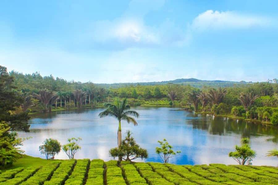 Mauritius: Tea, Rum and Vanilla Route with Lunch and Pickup - Bois Chéri: the main tea stop
