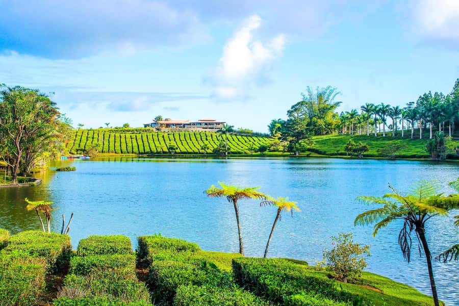 Mauritius: Tea, Rum and Vanilla Route with Lunch and Pickup - Saint Aubin brings together vanilla, gardens, and rum