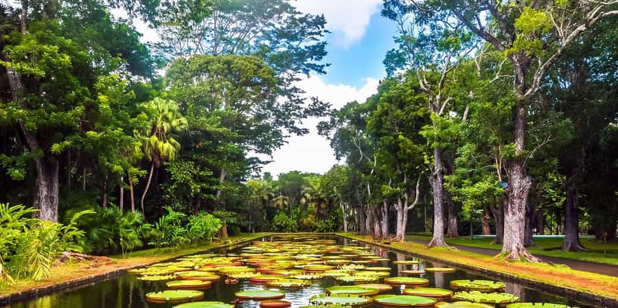 Mauritius: Turtle Swim and North Discovery Tour with Pickup - The turtle swim is the day’s big draw