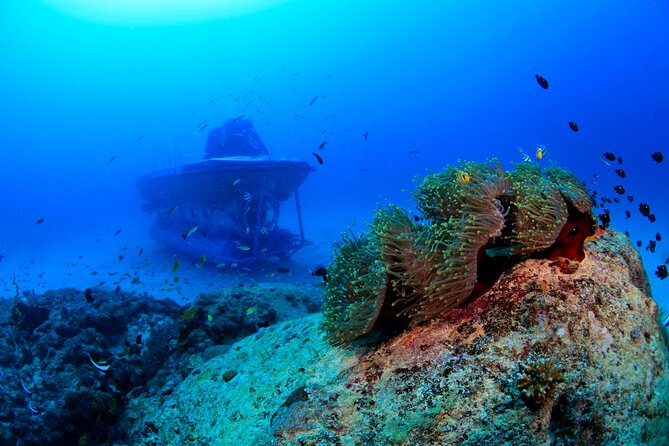 Mauritius Unique Submarine Tour - Why this is different from a standard boat trip