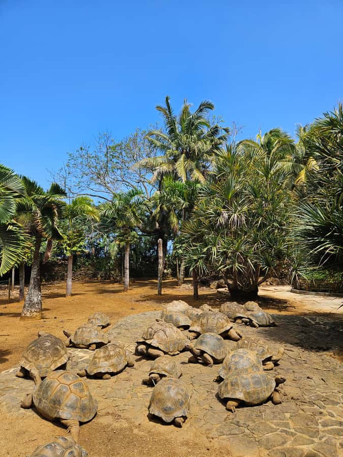 Mauritius: Vanilla Park & Beaches Tour with Extra Option - Le Morne Beach and the meaning of the mountain