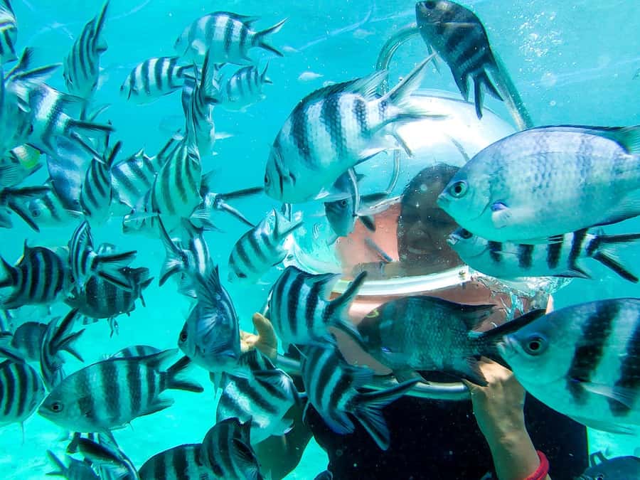 Mauritius: Watersport Adventure Day with Lunch and Pickup - What to bring and who should skip it