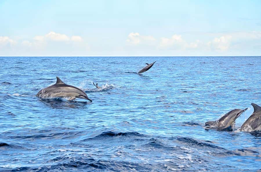 Mauritius: Wild Dolphin Encounter with Hotel Transfers - Key points to know before you book