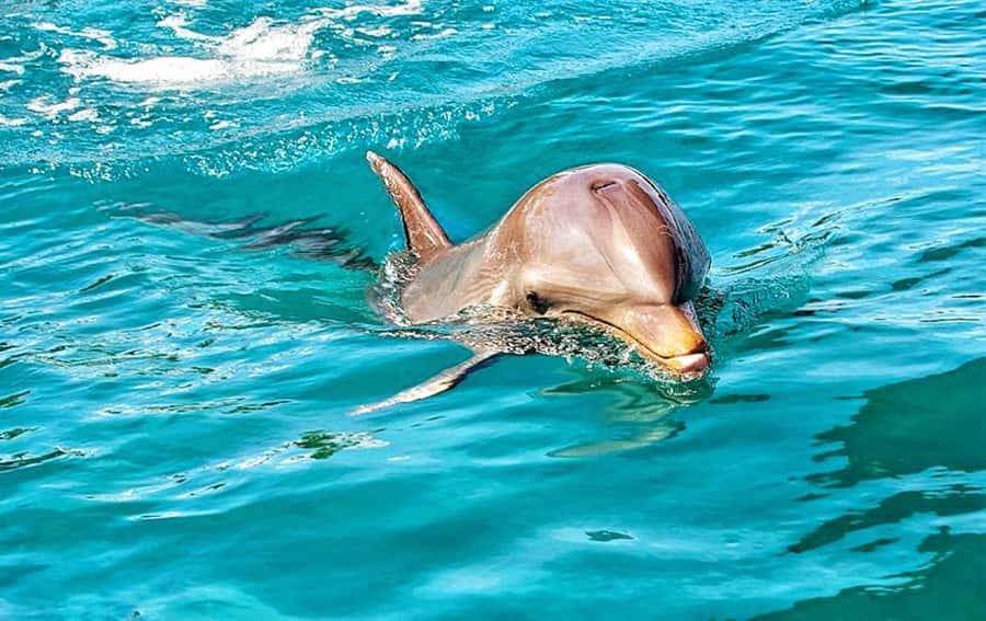 Mauritius: Wild Dolphin Encounter with Hotel Transfers - An early start from your Mauritius hotel