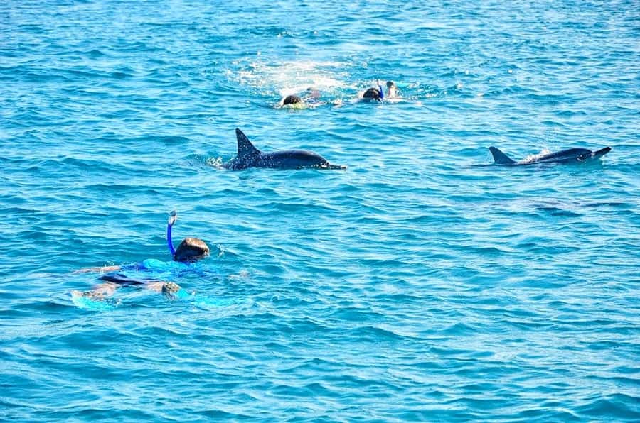 Mauritius: Wild Dolphin Encounter with Hotel Transfers - Watching dolphins from the boat