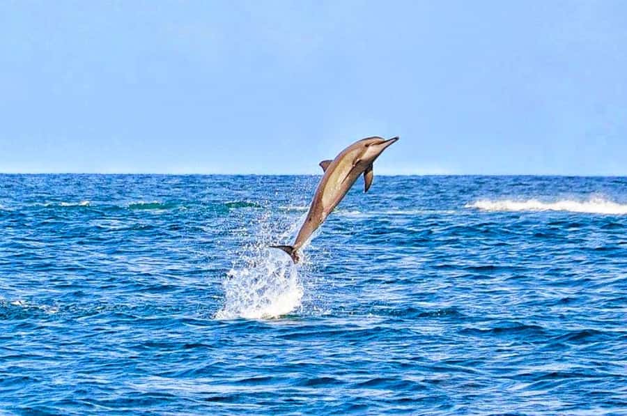 Mauritius: Wild Dolphin Encounter with Hotel Transfers - What the 2.5-hour boat outing includes