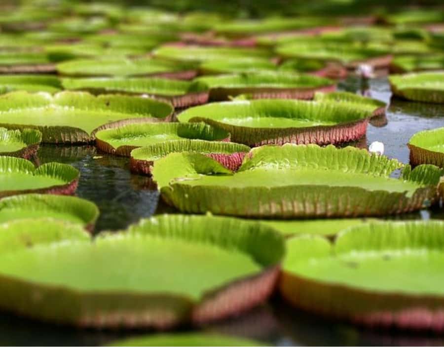 North Day Tour, Botanical Garden, Sugar Museum, Rum Tasting - Key details that shape the day